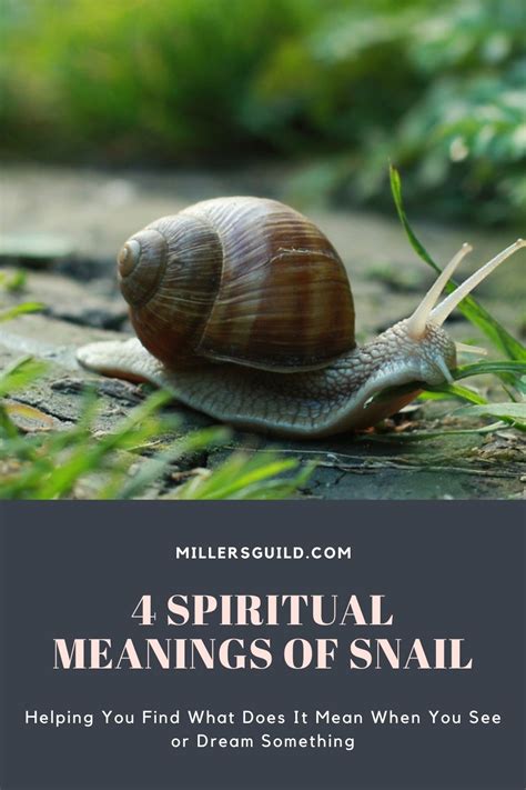 snail meaning metaphysical.